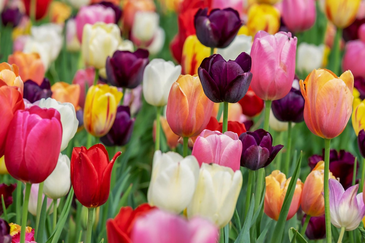 Jak nosić kwiatowe wzory?