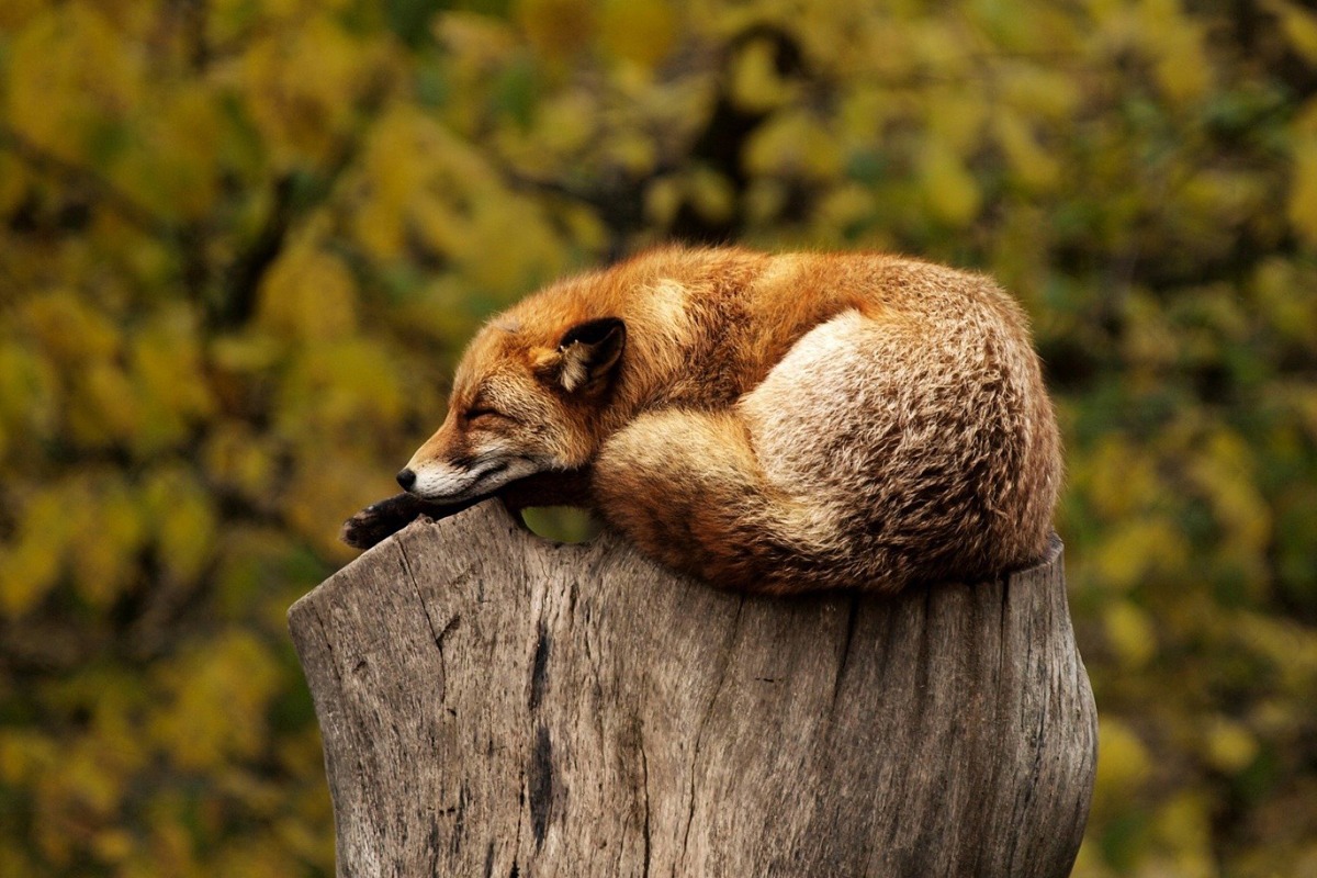 Koszulka z lisem - dla kogo?